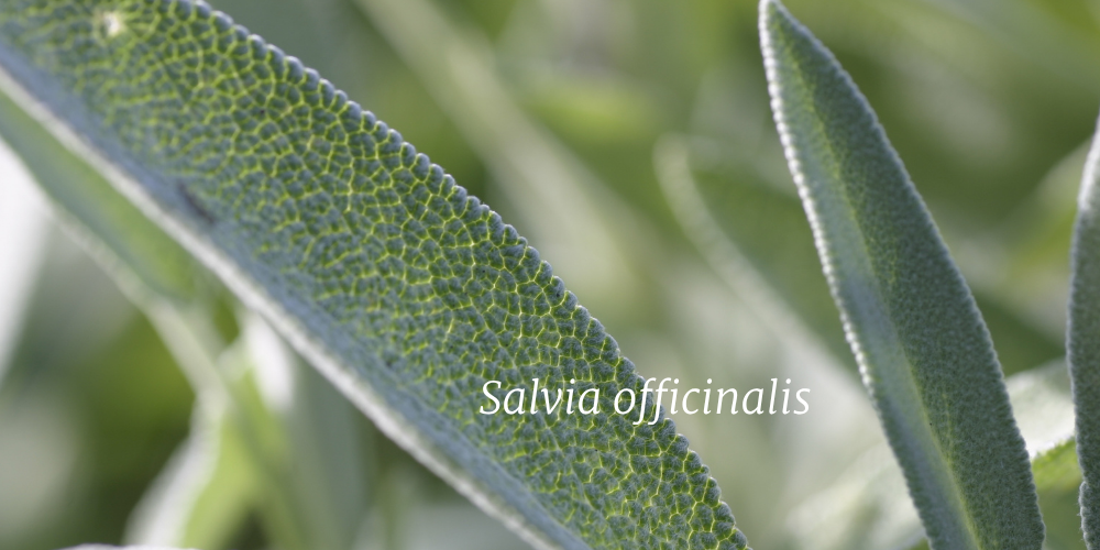 Salvia | Rohdoskasvien helmi