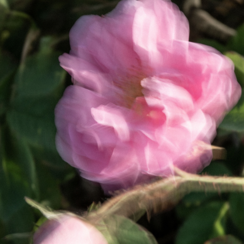 ruusuista-ihonhoitoa-dr-hauschkan-tapaan-067d3da27a6d60.png