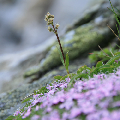 speickin_tarina-064f5c90d9a8a2.png